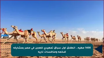 1400 مطية.. انطلاق أول سباق تمهيدي للهجن في مصر بمشاركة ضخمة ومنافسات نارية